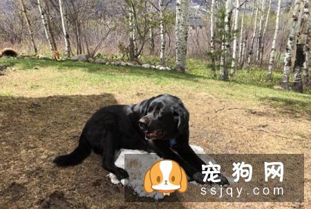 在冬天养狗，有哪些事情不能对狗狗做？