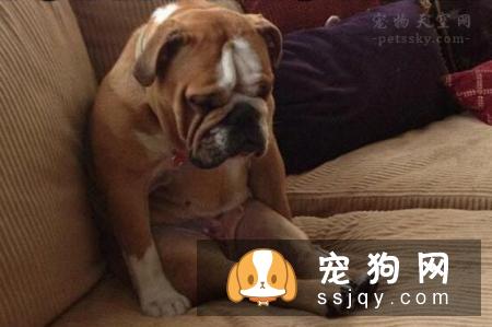 说狗的智商很高,是人类的忠诚朋友,那为什么它会咬人?