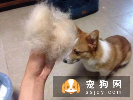 什么狗，最容易掉毛？