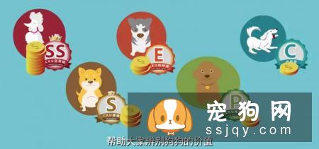 想买纯种犬太难,总是被狗贩子坑?CKU为狗狗打造了五大神器