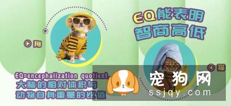 狗狗智商VS猫咪智商，究竟谁比较聪明？