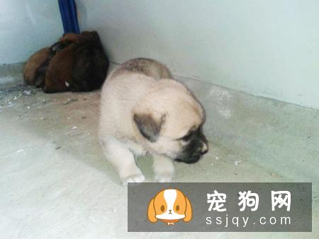 为什么狗狗换了新主人后,会比之前懂事百倍?答案让人心酸。