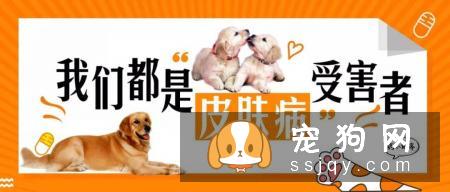 狗癣、过敏、叮咬等皮肤病,专挑皮肤防御力最低的夏季出来!
