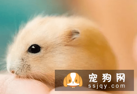 什么宠物认主，最认主的宠物排行榜