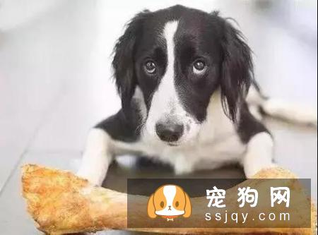 狗狗能吃骨头吗?新手家长必知的4个误区!你都知道吗?