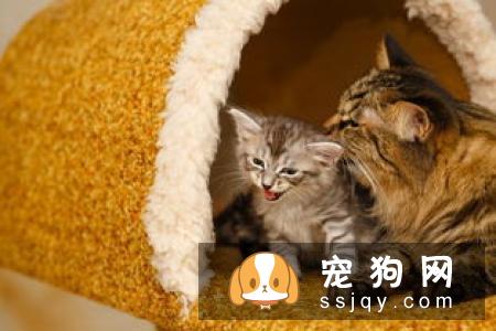 怎样预防宠物犬瘟热传染病？