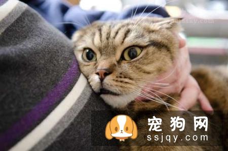 怀孕不是丢弃宠物的理由 网友分享自己当妈妈经历