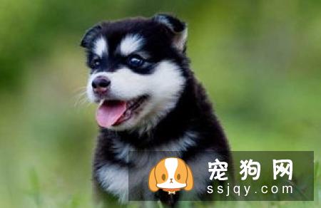 怎么区分哈士奇和阿拉斯加犬？