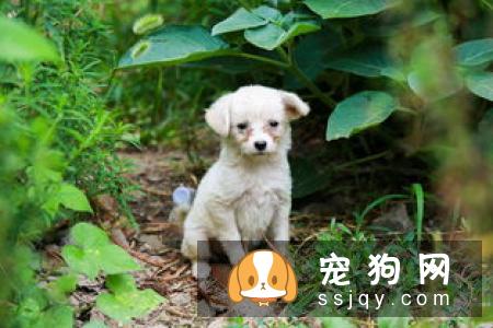 犬瘟热是什么，教你全面了解犬瘟热！