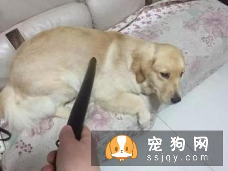 为什么主人惩罚狗的时候，它都不会反抗呢？