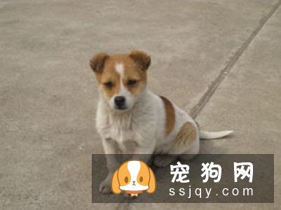 狗狗总是无缘无故乱叫是怎么回事？