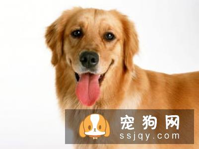 狗狗的胡须有什么用？可以剪吗？