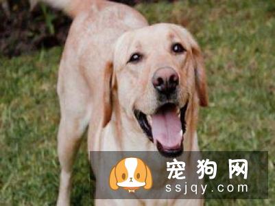 怀孕期间还能养狗狗吗？