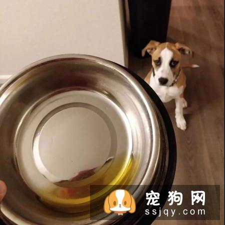 狗狗突然在家里乱尿的5个原因,你中枪了没!