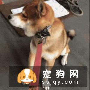 宠仔圈:10大狗狗健康警示信号:呼吸困难当爱宠你变得呼吸困难!