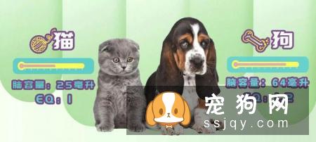 狗狗智商VS猫咪智商，究竟谁比较聪明？