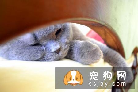 怎么才能不让猫咪叫你起床？