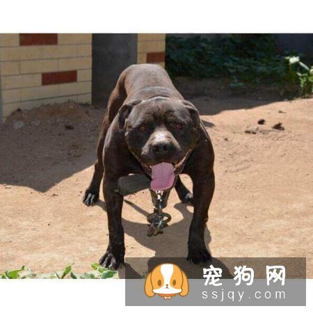 宠仔圈:四种不适合新手养的猛犬,你中枪了没!