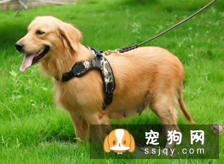 出门遛狗的时候，为什么要给它带牵引绳？
