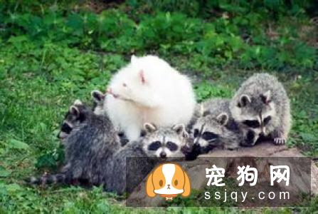 患有高血糖的动物需要注意哪些？