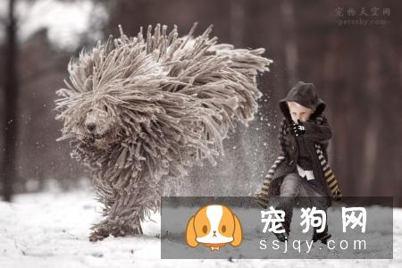 在冬天养狗，有哪些事情不能对狗狗做？