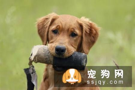 狗狗兴奋过度总是扑人，该如何纠正狗狗扑人呢？
