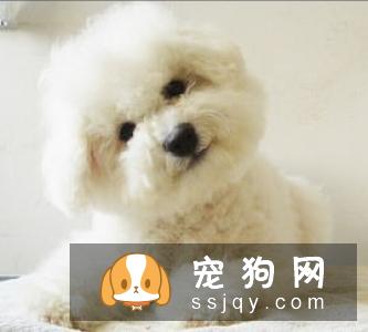 狗拉肚子什么原因 狗拉肚子拉稀怎么办