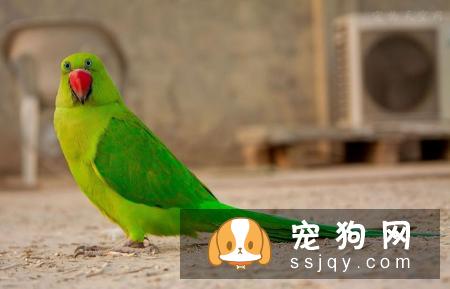宠物市场越来越好，未来的宠物种类都有哪些？