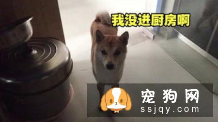 新任铲屎官必看：幼犬饲养指南