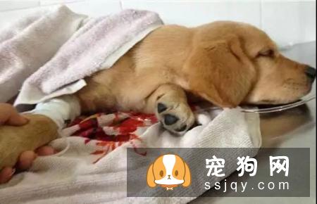 犬瘟热是什么，教你全面了解犬瘟热！