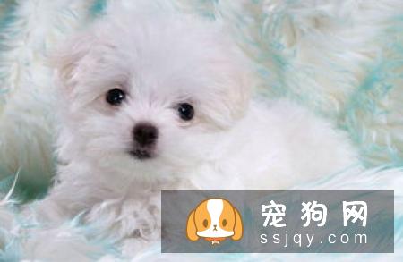 狗狗口吐白沫是什么原因？