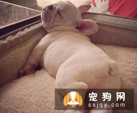 狗狗叹气是什么原因？