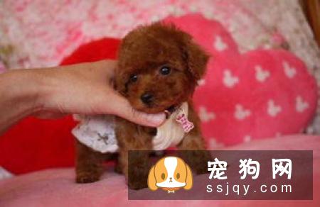 关于狗狗过冬需要注意的一些事项