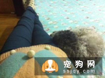 主人怀孕后，就不能养狗狗和猫咪了吗？