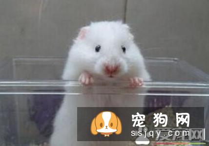 仓鼠吃什么东西最好?饲养仓鼠的禁忌