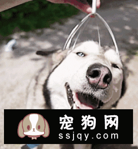 猫咪狗狗喜欢的“摸头杀”，还有一层别的意义！