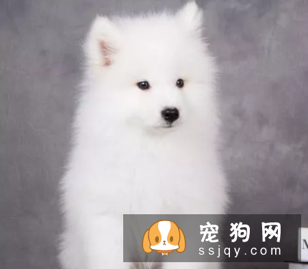 萨摩耶犬初春换毛要注意这些正常的掉毛、换毛外!
