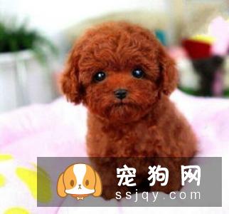 泰迪犬能长多大?茶杯型贵宾肩高:38cm秀宠网兄弟