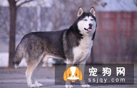 怎么区分哈士奇和阿拉斯加犬？