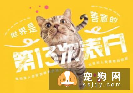 为什么喵星人总爱捣乱？其实那是它在乎你的表现