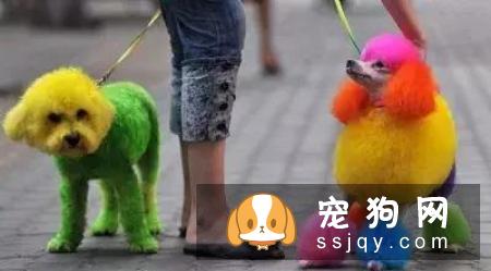别拿无知当真爱，这种行为会害死你的狗