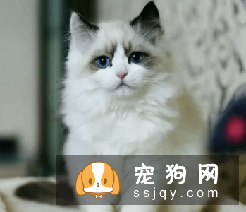 有哪些宠物比较粘人，排名前20的粘人宠物排行榜！