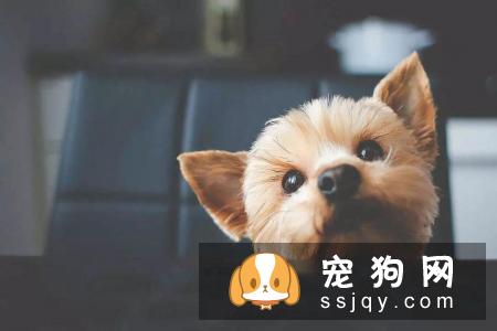 新任铲屎官必看：幼犬饲养指南