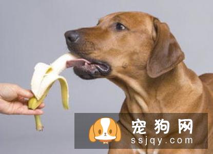 关于狗狗过冬需要注意的一些事项