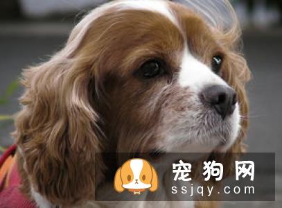 狗狗趴下的行为应该如何训练