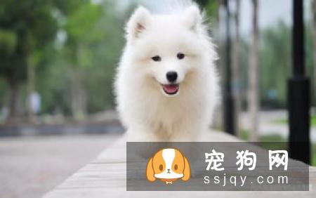 狗狗为什么害怕去宠物店?可能是这几种原因!宠仔圈社交电商平台!