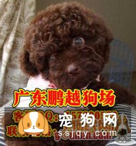 怎样让宠物狗保持身体健康