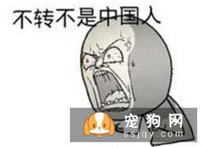 养狗的十个谣言，你听过几个？