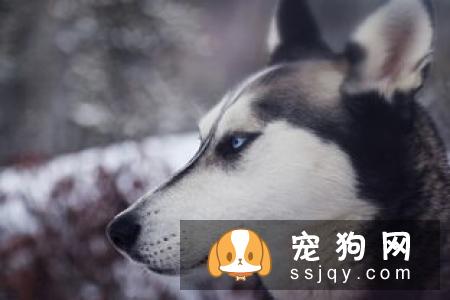 五类有益零食,宠主们都可以选择作为狗狗的训练奖励零食啦!