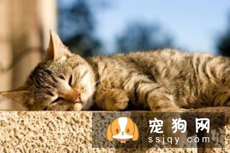 宠物主人应该如何辨别劣质冻干?